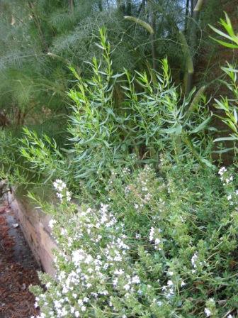 Happy thyme, tarragon and bronze fennel