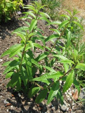 Lemon Verbena