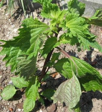 Shiso