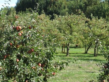 Apple trees just outside the restaurant patio