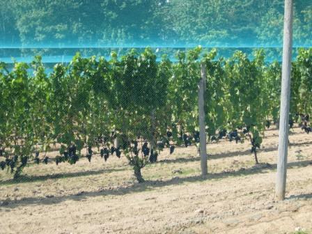 Pinot noir about ready to harvest