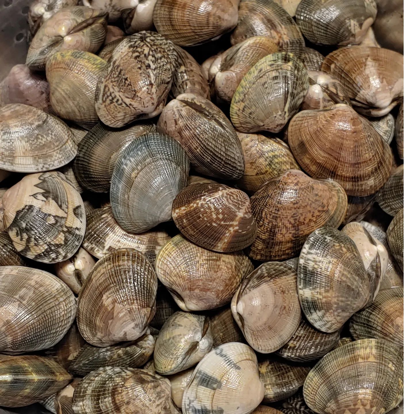 Nature is pretty magnificent, down to the striking shells on these Manila clams..... Getting ready for tomorrow afternoon's online class with @177milkstreet. These beauties will be steamed with a frenzy of herbs, also pan-frying some oysters, with a homemade tartar sauce alongside. Info and links in bio, including a promo code for a discount. I know we'll be having a good dinner tomorrow night! #shellfish #clams #oysters #homecooking #cookingclasses #itsgoodtobeshellfish #eatmoreseafood
