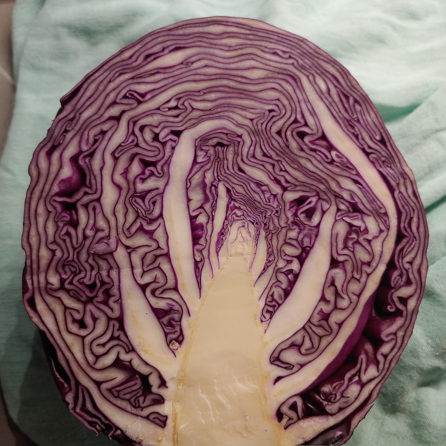 A Rorschach test in cabbage form. Or maybe a mood ring? Either way, when I halved this cabbage and saw the cross-section, first thing that came to mind was "The Scream". Glancing at the photo later, I instead saw the core looking like a path leading off on some adventure through a forest of purple. I much prefer that interpretation. Better mood that day, I guess.